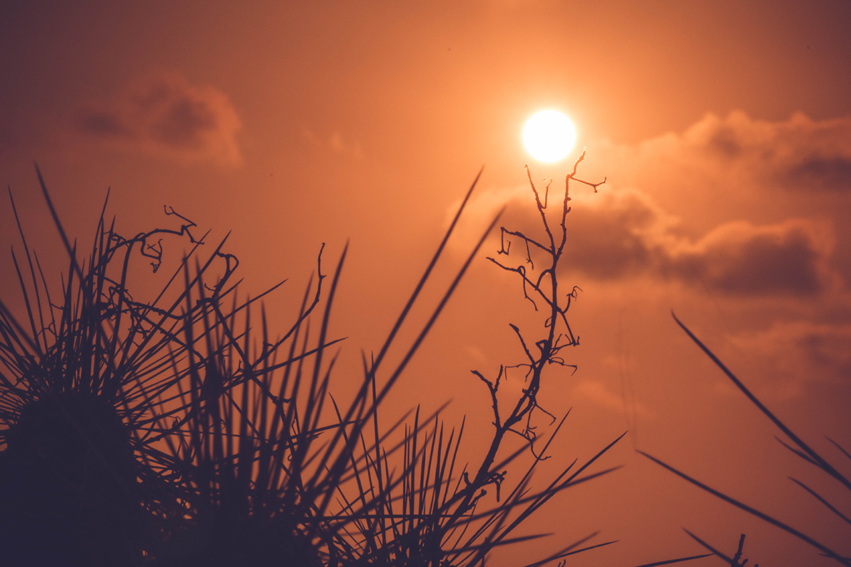 Imagen de la naturaleza con el sol de fondo