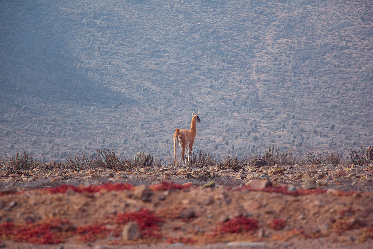 Imagen de guanaco salvaje en los cerros