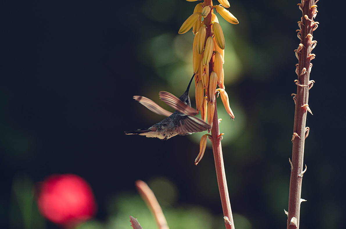 Imagen de pájaro colibrí alimentándose